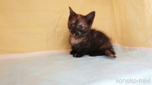 成約済の東京都のマンチカン(短足)-75344の5枚目