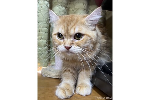 成約済の千葉県のマンチカン-75386の2枚目