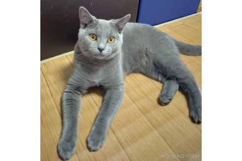 成約済の静岡県のシャルトリュー-75385の4枚目