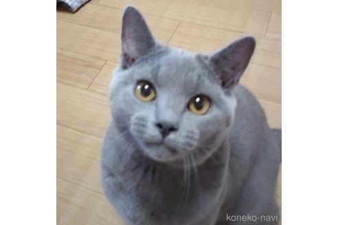 成約済の静岡県のシャルトリュー-75385の5枚目