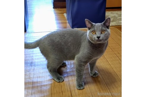 成約済の静岡県のシャルトリュー-75385の6枚目