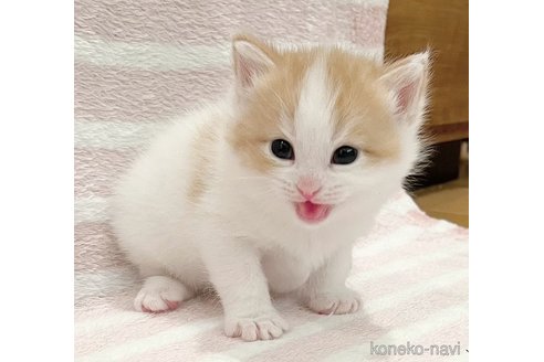 成約済の福島県のミヌエット-75387の2枚目