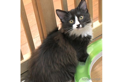 成約済の茨城県のノルウェージャンフォレストキャット-75390の2枚目