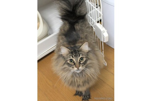 成約済の茨城県のノルウェージャンフォレストキャット-75393の2枚目