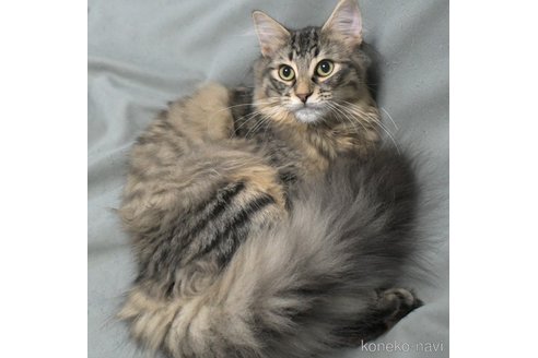 成約済の茨城県のノルウェージャンフォレストキャット-75393の3枚目