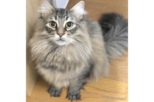 成約済の茨城県のノルウェージャンフォレストキャット-75393の4枚目