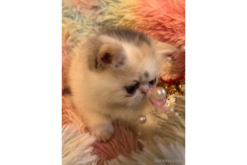 成約済の京都府のエキゾチックショートヘア-75429の2枚目