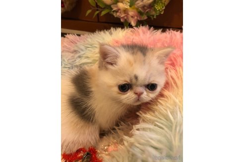 成約済の京都府のエキゾチックショートヘア-75429の4枚目