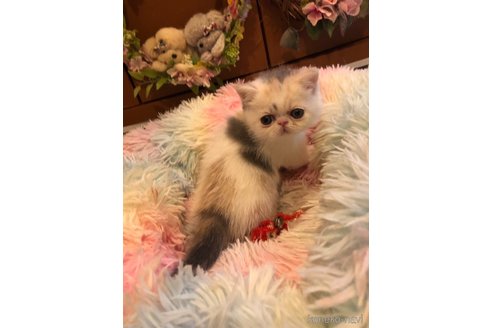 成約済の京都府のエキゾチックショートヘア-75429の5枚目