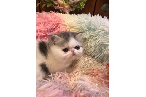 成約済の京都府のエキゾチックショートヘア-75431の4枚目