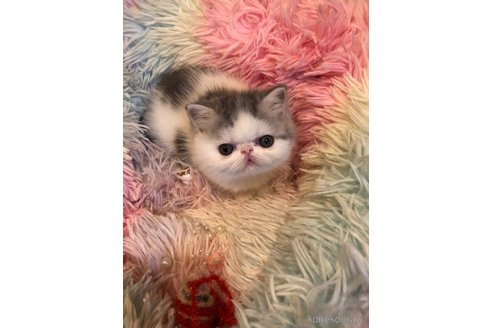 成約済の京都府のエキゾチックショートヘア-75431の5枚目