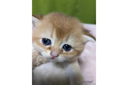 成約済の群馬県のブリティッシュショートヘア-75451の3枚目