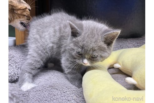 成約済の千葉県のスコティッシュフォールド-74133の11枚目
