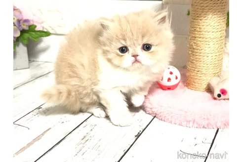 成約済の埼玉県のペルシャ-75462の14枚目