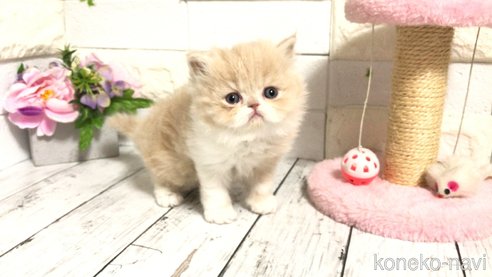 成約済の埼玉県のペルシャ-75462の11枚目
