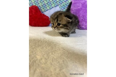 成約済の大阪府のスコティッシュフォールド(折れ耳)-75548の2枚目