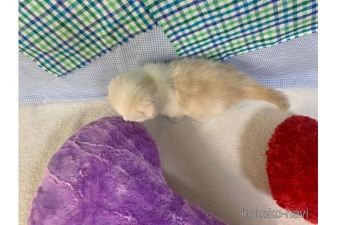 成約済の大阪府のスコティッシュフォールド(折れ耳)-75555の4枚目