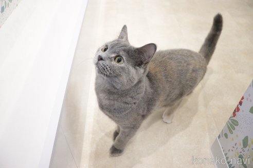 成約済の大阪府のマンチカン-67756の9枚目