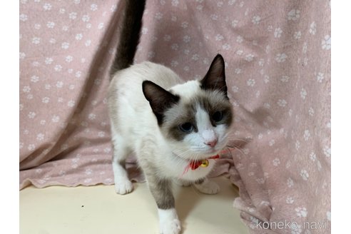 成約済の埼玉県のラグドール-72084の5枚目