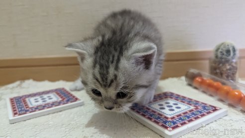 成約済の広島県のスコティッシュフォールド-75698の36枚目