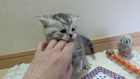成約済の広島県のスコティッシュフォールド-75698の35枚目
