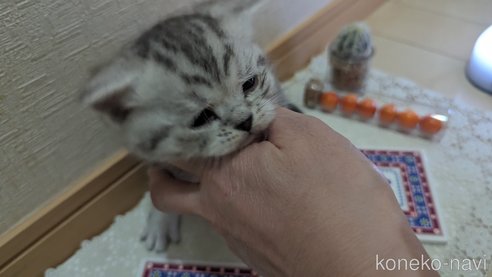 成約済の広島県のスコティッシュフォールド-75698の34枚目