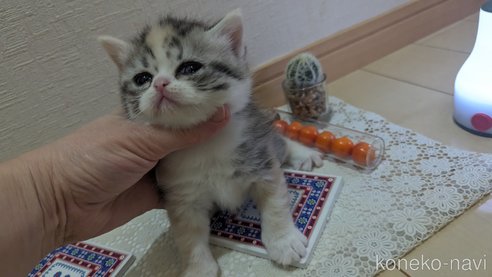 成約済の広島県のスコティッシュフォールド-75253の37枚目