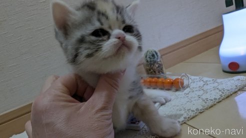 成約済の広島県のスコティッシュフォールド-75253の33枚目