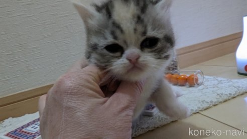 成約済の広島県のスコティッシュフォールド-75253の32枚目