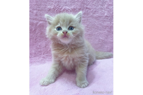 成約済の神奈川県のサイベリアン-74161の2枚目