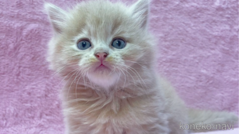 成約済の神奈川県のサイベリアン-74161の1枚目