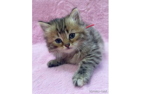 成約済の神奈川県のサイベリアン-74162の2枚目