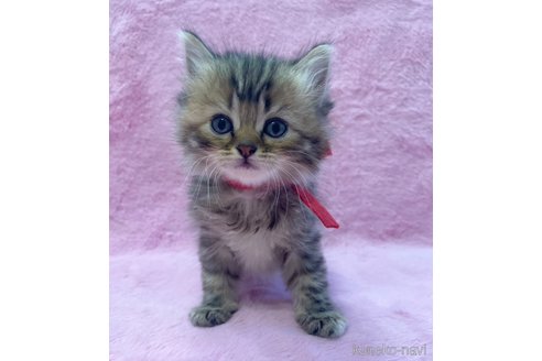 成約済の神奈川県のサイベリアン-74162の3枚目