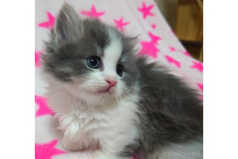 成約済の愛知県のミヌエット-75710の1枚目