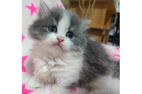 成約済の愛知県のミヌエット-75710の4枚目