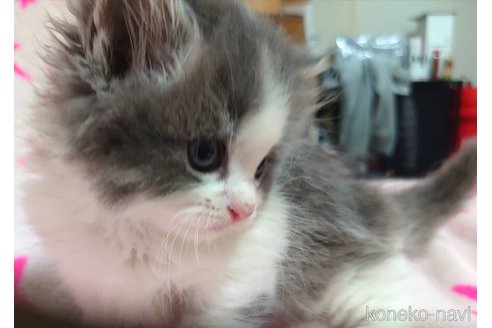 成約済の愛知県のミヌエット-75710の3枚目