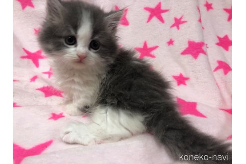 成約済の愛知県のミヌエット-75710の2枚目