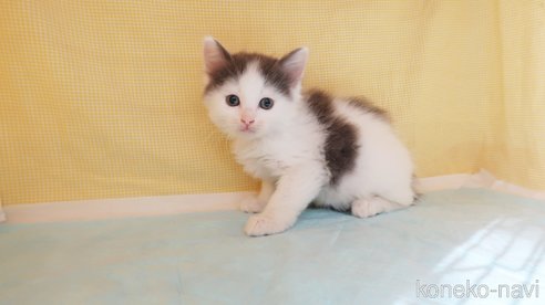 成約済の東京都のサイベリアン-75750の4枚目