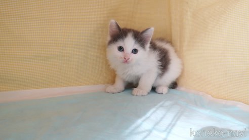 成約済の東京都のサイベリアン-75750