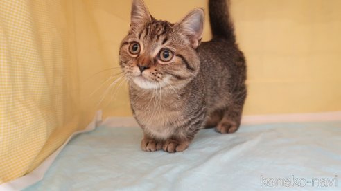 成約済の東京都のマンチカン(短足)-73391の4枚目