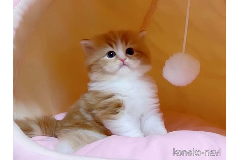 成約済の愛媛県のスコティッシュフォールド-75771の3枚目