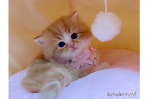 成約済の愛媛県のスコティッシュフォールド-75771の4枚目