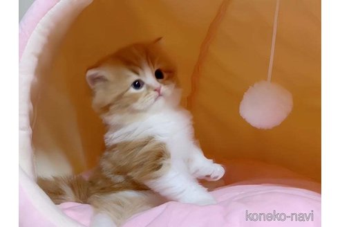 成約済の愛媛県のスコティッシュフォールド-75771の2枚目