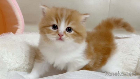 成約済の愛媛県のスコティッシュフォールド-75771の1枚目