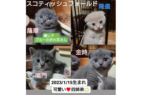 成約済の兵庫県のスコティッシュフォールド(折れ耳)-75772の3枚目