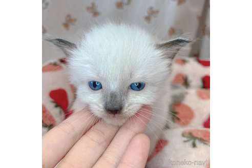 成約済の広島県のラグドール-75781の5枚目