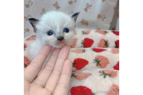 成約済の広島県のラグドール-75783の7枚目