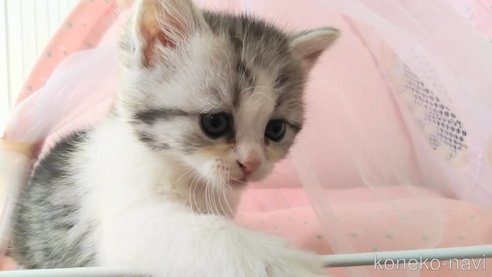 成約済の愛知県のミヌエット-75845の3枚目