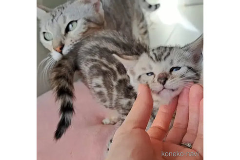 ビンテージ手描きの瞳やまつ毛が美しい珍しい親子の招き猫
