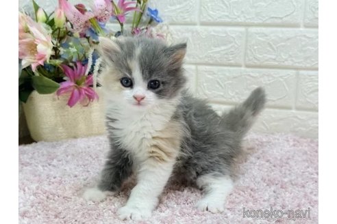 成約済の東京都のラガマフィン-75885の2枚目